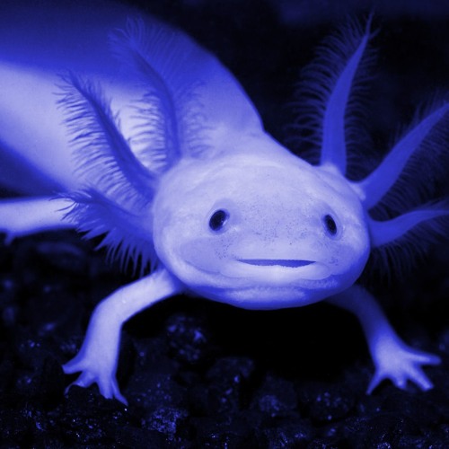 Blue axolotl