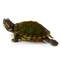 TurtleDoes Everything