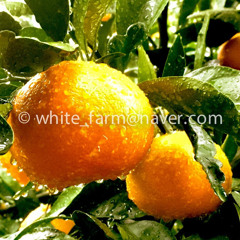 whitefarm화이트농장