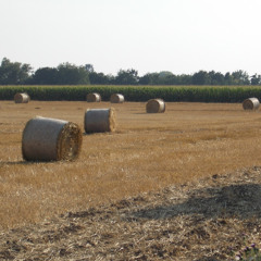 Előd