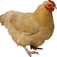 DankArabZE