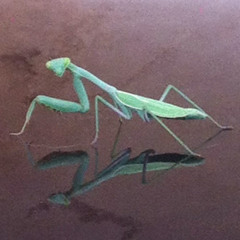 Simpleton Complex - The 4-track Master!