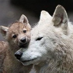 Wolfyfam7777