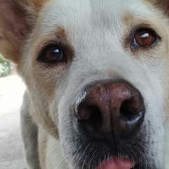 Piyaporn Pholpitakkul