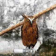 Abiet Prasetya