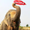 Trevor The Elephant!