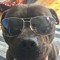 shaggy,justin,Harlow town