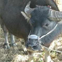 林鈺傑