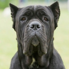 Magic 4 Dogs On The Radio