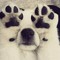 Kawaii_Wolf