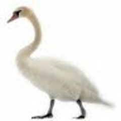 גיא ניר Guy Nir