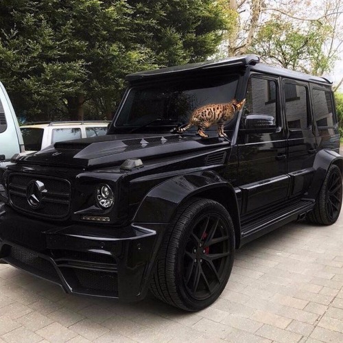 Stream Brabus Karabus | Listen to Standardid playlist online for free ...
