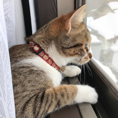 大坂結
