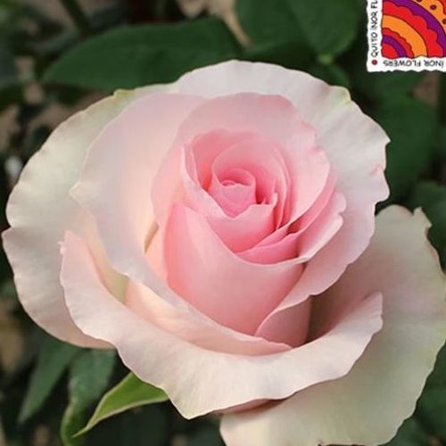 Stream Flowers House Group music Listen to songs, albums, playlists