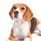dog dogo