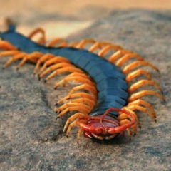 Orange Centipede