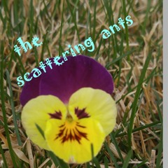 The Scattering Ants