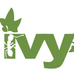 Ivy lol