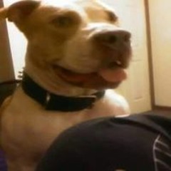 Shon GetHigh LiveGone