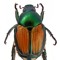 Dirty Beetles