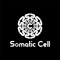 Somatic Cell