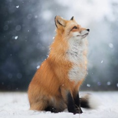 FoxxoDotto