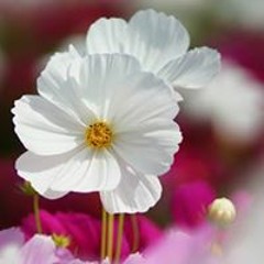 Nguyễn Thiệu Khang