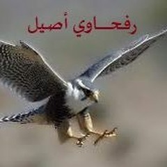 رفحاوي أصيل