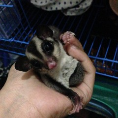 Harum Pertiwi