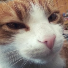 macska.a.dorkásnéni