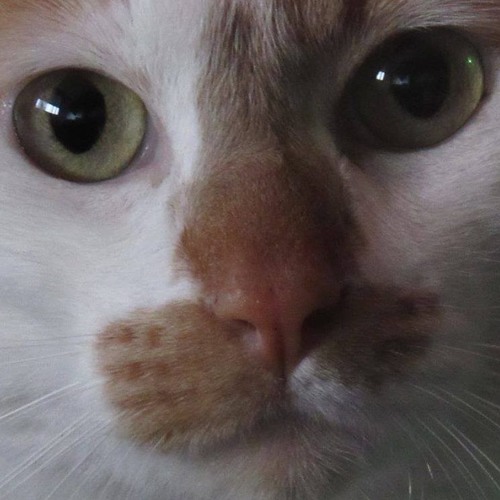 Eduardo, o Gato’s avatar