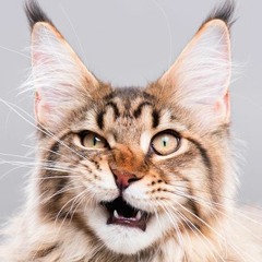 TheeGreatKatzby