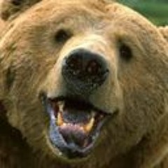 TheSandBear