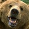 TheSandBear