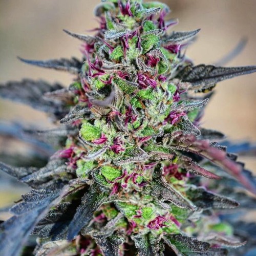 Stream High Quality Inc. music Listen to songs, albums, playlists for