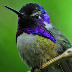 PurpuLe_ _KoliBri
