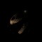 Raptor