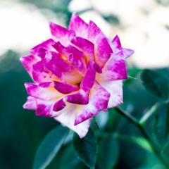 TM m e t r o n o m e