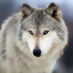 Wolfy's Songs
