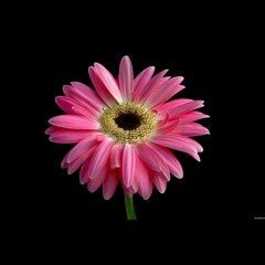 Flower Baby