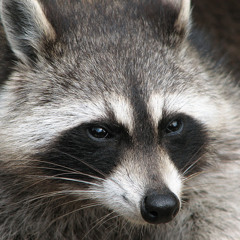 Henry The Raccoon