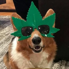 In Dog Years I'm Dead