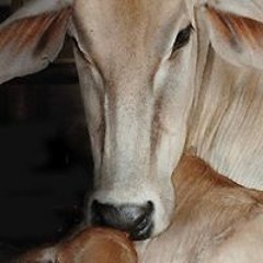 Ananda M Das