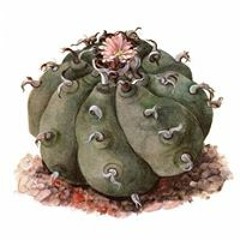 Cactariom Succulator