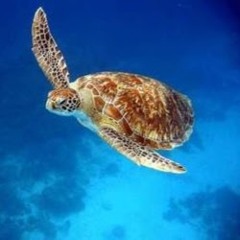 gaming turtle