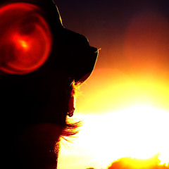 laco solcan