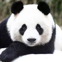 Panda Man