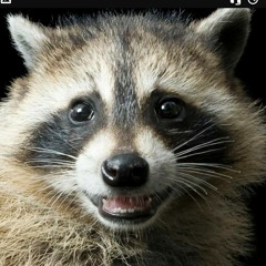 Raccoon64
