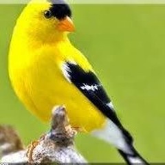 شوقي شوقي