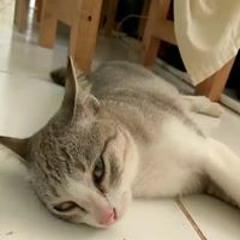 Full Mawar Putih Karaoke
